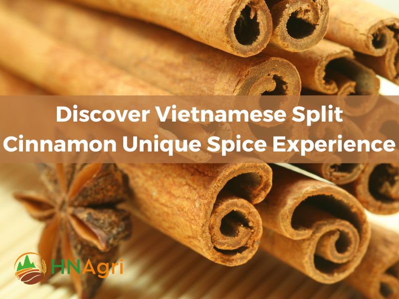 discover-vietnamese-split-cinnamon-unique-spice-experience-1